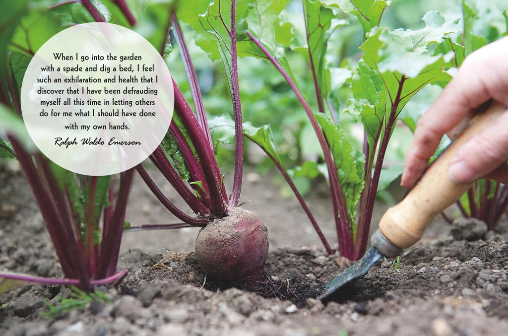 Mindful Gardening book - Daisy Park