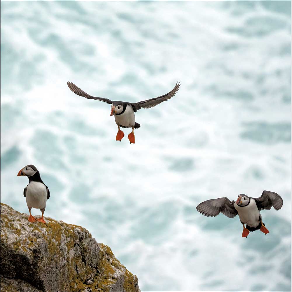 Puffins on Lundy Island card - Daisy Park