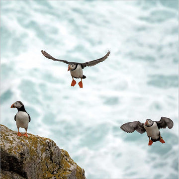 Puffins on Lundy Island card - Daisy Park