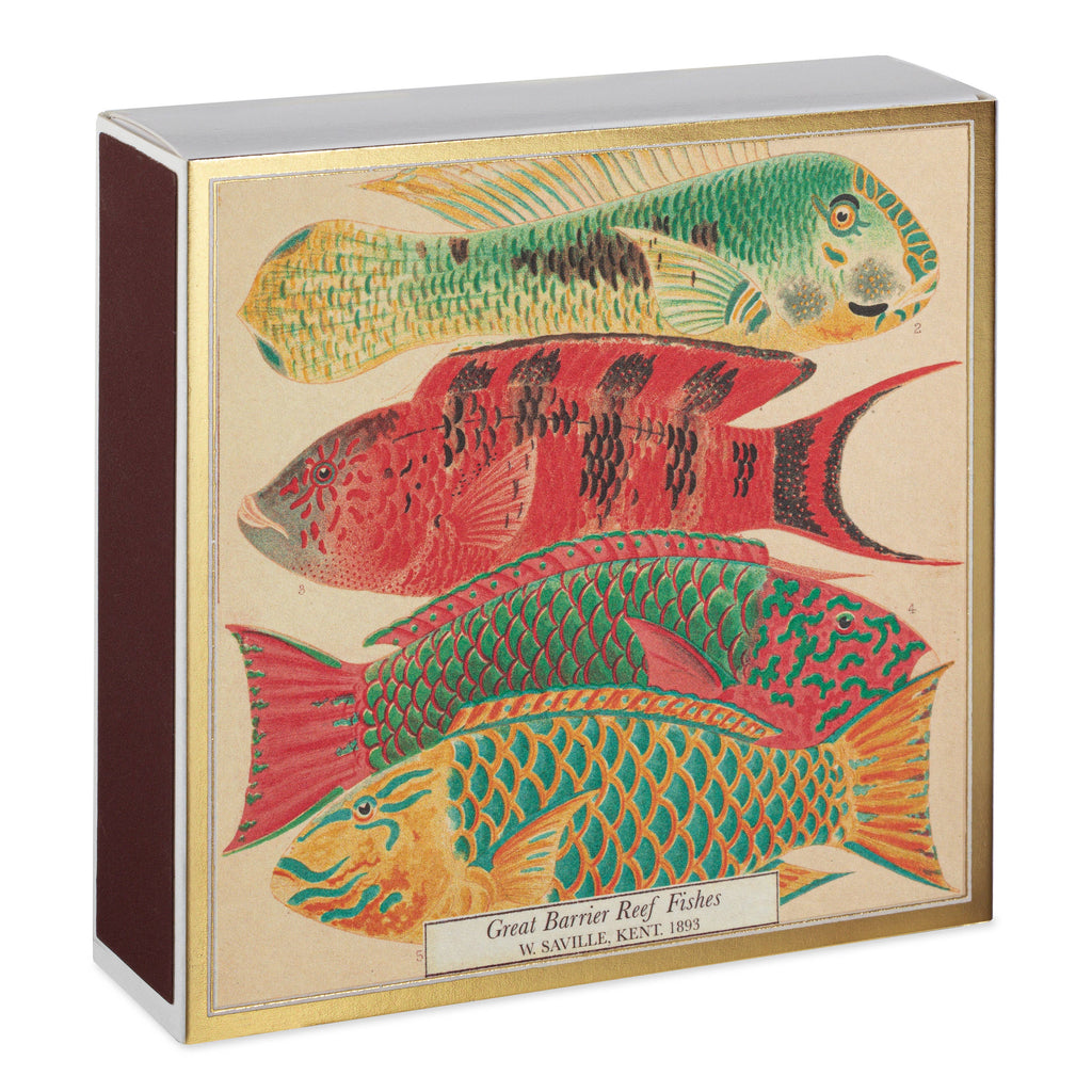 Fish | Square Matchboxes - Daisy Park