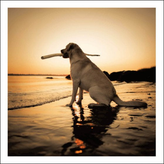 Beach Dog Card - Daisy Park