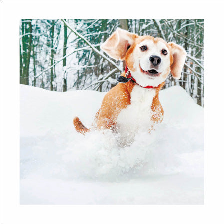 Snow Run Christmas card - Daisy Park