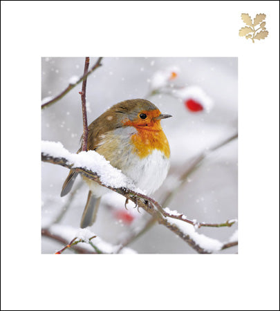 Robin Redbreast pack of 5 cards - Charity pack - Daisy Park
