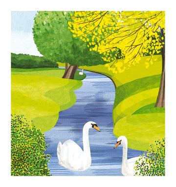 Swans on the river blank card - Daisy Park